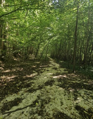 Forêt de Dourdan - Dourdan - 6
