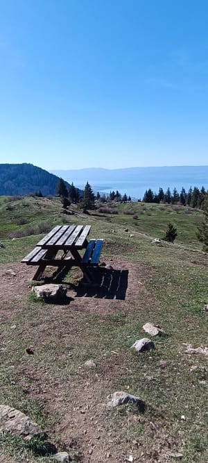 Entre forêts et alpages sous le Pic des Mémises - Thollon-les-Mémises - 15