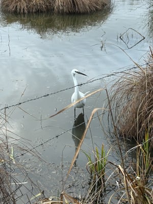 Réserve naturelle des marais du Vigueirat : moment sauvage ! - Marie - 5