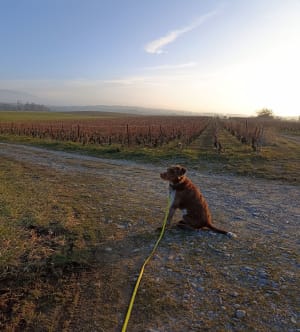 Paysages franco-suisses: Soral - Thairy - Laconnex - Saint-Julien-en-Genevois - 4