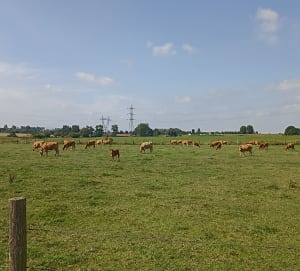 Balade aux abords de Mouvaux, Bondues et le Château de Vert Bois - Aline - 13