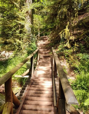 Wandeling naar de Saut de la Bourrique - Gérardmer - 19