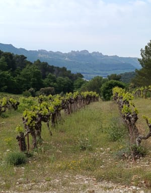 Château de Séguret - Emilie - 17