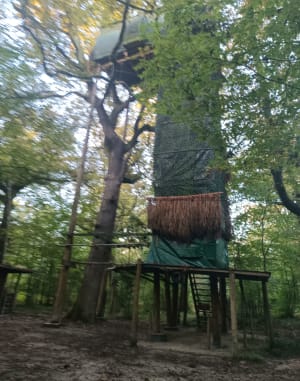 Les princes des sous-bois en forêt du Mas - Le Mas-d'Agenais - 2