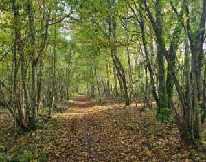 Ballade en forêt à la découverte de la Pierre au Jo - Norroy-lès-Pont-à-Mousson - 7