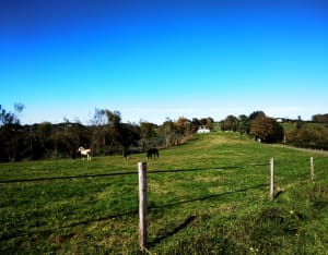 Sentier des crêtes de Rontignon - Rontignon - 4