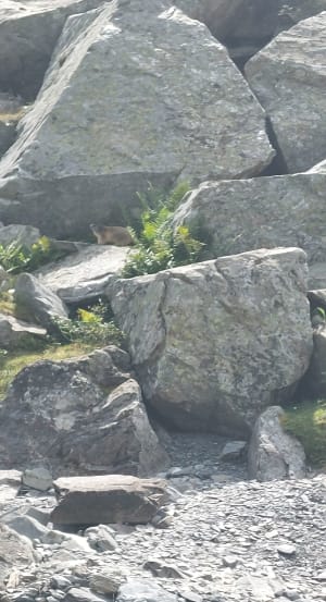 Instant fraîcheur au lac de Badet et balade en montagne - Aragnouet - 4