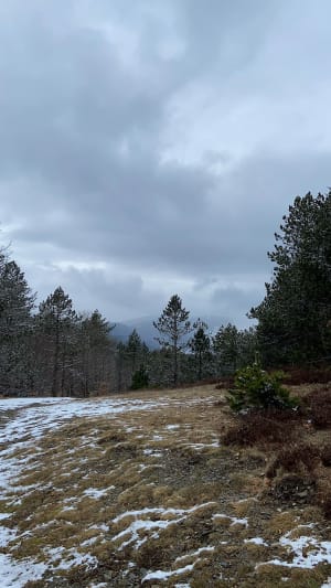 Forêt de l'Esperou, col de la Lusette et col de Montalss - Val-d'Aigoual - 12