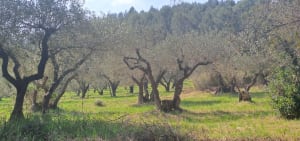 Le Bois de Paris : sa grotte et sa table d’orientation - Garrigues - 11