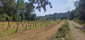 Le Bois de Paris : sa grotte et sa table d’orientation - Garrigues - 12