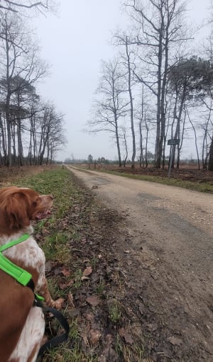 Balade forêt de Chinon et le Loup Pendu - romane - 2