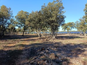 Balade dans les bois sur les hauteurs de Moissac Bellevue. - Pat - 11