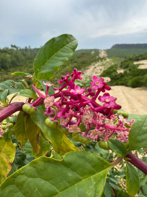 Balade en Forêt des Landes - Biscarrosse - 8
