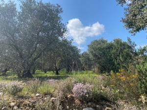 Le Bois de Paris : sa grotte et sa table d’orientation - Garrigues - 16