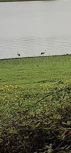 Balade au Lac du Gabas - Gardères - 29