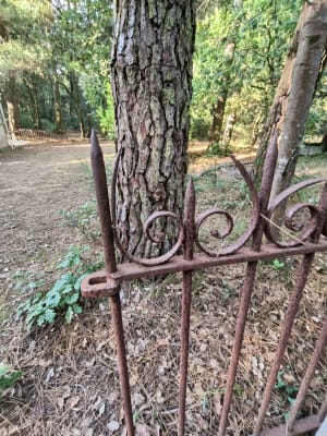 Balade dans la forêt de Suzac, entre les pins et chênes vert - Saint-Georges-de-Didonne - 8