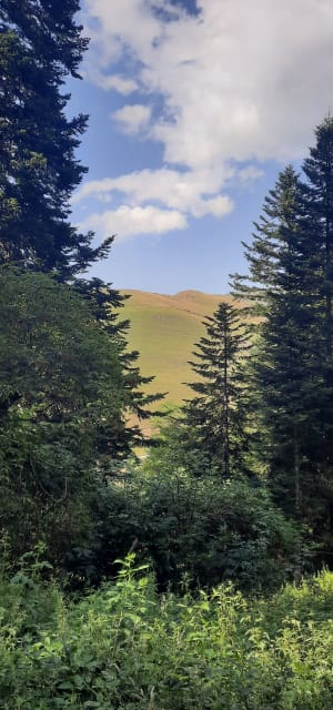 Totale déconnexion au cœur de la sapinière de Balestas - Peyresourde-Balestas - 7