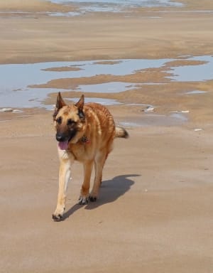 Petite balade Forêt et Plage près du Rocher ! - Longeville-sur-mer - 5