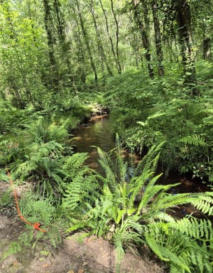 Merlin's wandeling - Paimpont - 14