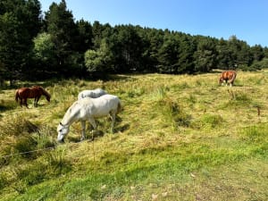 Egat - Font-Romeu - 15