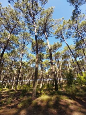 Réserve de la Maillouèyre : dunes, forêts et vues sur la mer - Laetitia - 15