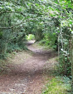 Au vert à Saint-Martin-des-Besaces et le plein de chlorophylle - Souleuvre en Bocage (Saint-Martin-des-Besaces) - 2