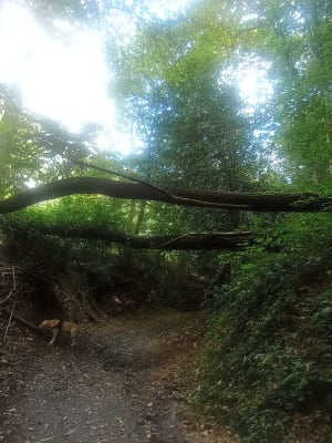 Balade en sous bois par la Gémerie - Sargé-lès-le-Mans - 5