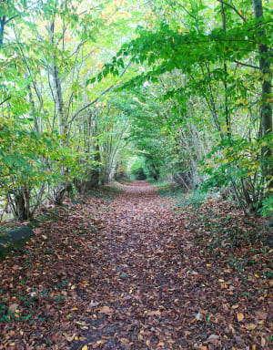 Sentier de Crémanfleur - La Rivière-Saint-Sauveur - 6