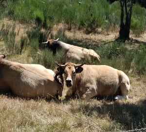 Balade décontractante à 1300 mètres d'altitude près d'Estables - Monts-de-Randon - 5