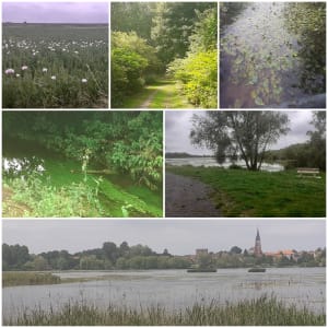 Les marais de Rumaucourt - Écourt-Saint-Quentin - 9