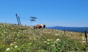 Le Mont d'Or par les GR® 5 et 509 - Longevilles-Mont-d'Or - 5