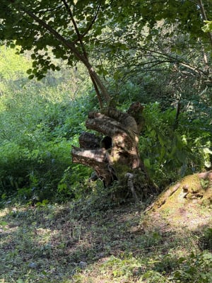 Le ruisseau des fontaines, depuis Saint-André-d'Hébertot - Celine - 4