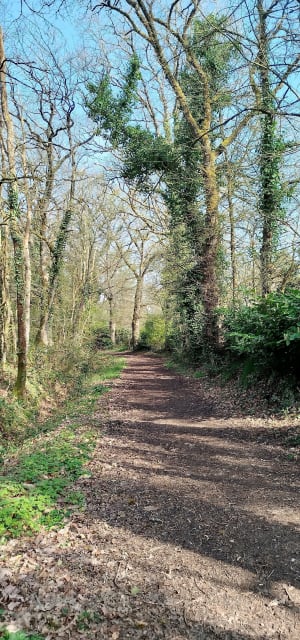 Le bois Esnault - Pont Péan - Pont-Péan - 6