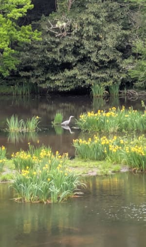 Balade nature le long du Gesvres - La Chapelle-sur-Erdre - 14
