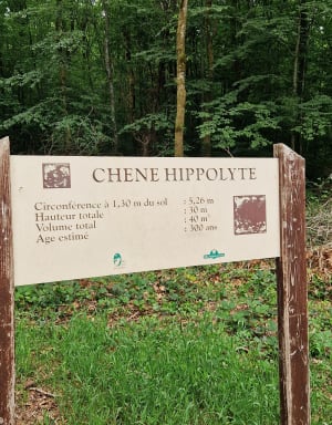Forêt d'Andaine - Parcours forestier - Bagnoles de l'Orne Normandie - 2