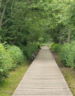 Tour du plan d’eau d’Albens. - Entrelacs - 3