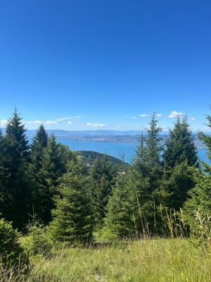Entre forêts et alpages sous le Pic des Mémises - Thollon-les-Mémises - 14