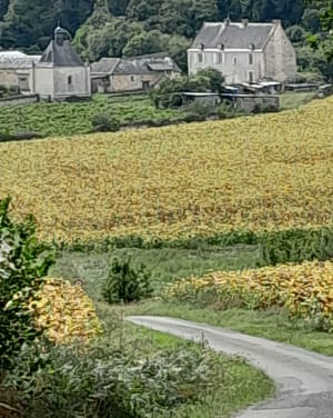 Hêtre ou ne pas hêtre, de Loire en forêt au Thoureil - Le Thoureil - 13