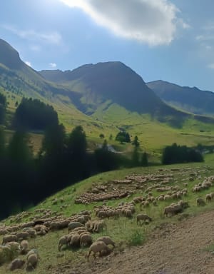 Marmottenpad - La Foux d'Allos - Allos - 47