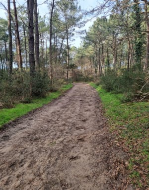 Circuit en boucle dans la forêt communale d'Ondres (Landes) - Raymond - 2