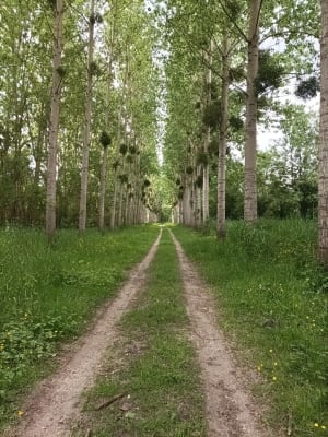 Découverte du bocage du Véron - Beaumont-en-Véron - 4