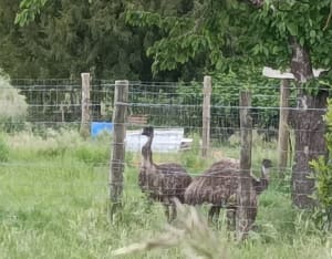 Découverte du bocage du Véron - Beaumont-en-Véron - 5