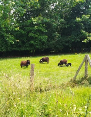 Magie de la Roche aux Fées et balade en nature champêtre - Le-Theil-de-Bretagne - 6
