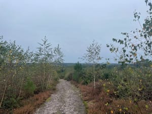 Redon, entre bois et canal - Caroline - 3