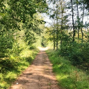 La jolie Forêt - Saint-Amand-les-Eaux - 7
