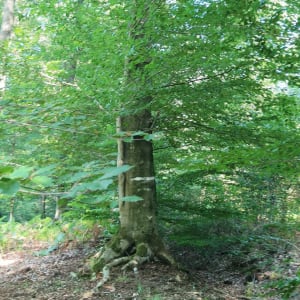 La jolie Forêt - Saint-Amand-les-Eaux - 8