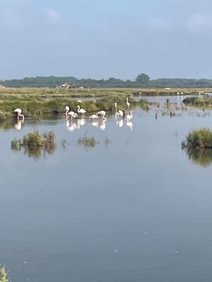 Au bord de l'Étang de l'Or entre Candillargues et Mauguio - Mauguio - 8