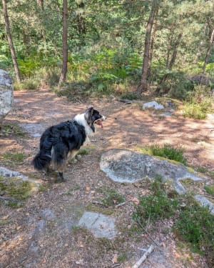 Balade autour de la réserve du petit étang neuf - Hermeray - 5