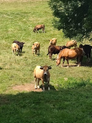 Saint-Simon et ses splendides vues sur les Monts du Cantal - Guillaume - 15