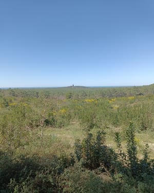 A vélo depuis Biscarrosse par Navarosse et Maguide - Biscarrosse - 7